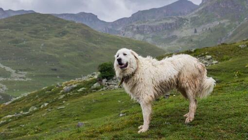 Great pyrenees spiked sales collar